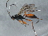  (Enclisis - BIOUG15087-F12)  @14 [ ] CreativeCommons - Attribution (2015) CBG Photography Group Centre for Biodiversity Genomics