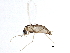  (Pseudosmittia - BIOUG15597-D10)  @13 [ ] CreativeCommons - Attribution (2015) CBG Photography Group Centre for Biodiversity Genomics