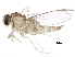  (Peromyia caricis - BIOUG15597-E12)  @12 [ ] CreativeCommons - Attribution (2015) CBG Photography Group Centre for Biodiversity Genomics