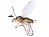  (Phytomyza flavicornis - BIOUG15652-C11)  @15 [ ] CreativeCommons - Attribution (2015) CBG Photography Group Centre for Biodiversity Genomics