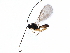  ( - BIOUG15656-B05)  @13 [ ] CreativeCommons - Attribution (2015) CBG Photography Group Centre for Biodiversity Genomics