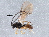  (Antrusa melanocera - BIOUG15656-F04)  @14 [ ] CreativeCommons - Attribution (2015) CBG Photography Group Centre for Biodiversity Genomics