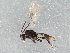  ( - BIOUG15656-G08)  @14 [ ] CreativeCommons - Attribution (2015) CBG Photography Group Centre for Biodiversity Genomics
