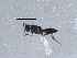  (Platygaster otanes - BIOUG15657-D08)  @13 [ ] CreativeCommons - Attribution (2015) CBG Photography Group Centre for Biodiversity Genomics