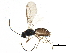  (Dacnusa confinis - BIOUG15671-C03)  @14 [ ] CreativeCommons - Attribution (2015) CBG Photography Group Centre for Biodiversity Genomics