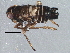  (Javesella forcipata - BIOUG15680-F06)  @14 [ ] CreativeCommons - Attribution (2015) CBG Photography Group Centre for Biodiversity Genomics