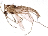  (Orthocladius - BIOUG15718-B09)  @15 [ ] CreativeCommons - Attribution (2015) CBG Photography Group Centre for Biodiversity Genomics