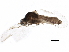  ( - BIOUG15764-D09)  @12 [ ] CreativeCommons - Attribution (2015) CBG Photography Group Centre for Biodiversity Genomics