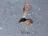  (Dacnusa nr. alpestris - BIOUG15769-B10)  @14 [ ] CreativeCommons - Attribution (2015) CBG Photography Group Centre for Biodiversity Genomics