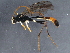  (Hadrodactylus vulneratus - BIOUG15713-C09)  @13 [ ] CreativeCommons - Attribution (2015) CBG Photography Group Centre for Biodiversity Genomics