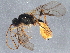 ( - BIOUG15811-A04)  @13 [ ] CreativeCommons - Attribution (2015) CBG Photography Group Centre for Biodiversity Genomics
