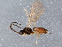  (Dinotrema varipes - BIOUG15811-D05)  @13 [ ] CreativeCommons - Attribution (2015) CBG Photography Group Centre for Biodiversity Genomics