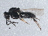  (Platygaster demades - BIOUG15812-B11)  @14 [ ] CreativeCommons - Attribution (2015) CBG Photography Group Centre for Biodiversity Genomics