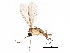  ( - BIOUG15949-G07)  @14 [ ] CreativeCommons - Attribution (2015) CBG Photography Group Centre for Biodiversity Genomics