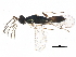  ( - BIOUG15955-G11)  @11 [ ] CreativeCommons - Attribution (2015) CBG Photography Group Centre for Biodiversity Genomics
