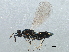  ( - BIOUG15955-H06)  @14 [ ] CreativeCommons - Attribution (2015) CBG Photography Group Centre for Biodiversity Genomics