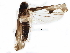  (Eupteryx vittata - BIOUG16181-F01)  @12 [ ] CreativeCommons - Attribution (2015) CBG Photography Group Centre for Biodiversity Genomics