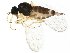  (Platypalpus ochrocera - BIOUG16329-D06)  @14 [ ] CreativeCommons - Attribution (2015) CBG Photography Group Centre for Biodiversity Genomics