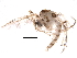  (Rheopelopia - BIOUG16432-H11)  @13 [ ] CreativeCommons - Attribution (2015) CBG Photography Group Centre for Biodiversity Genomics