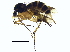  (Mycetophila attonsa - BIOUG16477-C08)  @14 [ ] CreativeCommons - Attribution (2015) CBG Photography Group Centre for Biodiversity Genomics