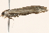  (Orocrambus - BIOUG15108-D04)  @13 [ ] CreativeCommons - Attribution (2015) CBG Photography Group Centre for Biodiversity Genomics