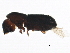  ( - BIOUG15284-B06)  @13 [ ] CreativeCommons - Attribution (2015) CBG Photography Group Centre for Biodiversity Genomics