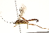  (Lissonota aspera - BIOUG15400-F01)  @13 [ ] CreativeCommons - Attribution (2015) CBG Photography Group Centre for Biodiversity Genomics