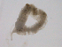  ( - BIOUG01720-A02)  @12 [ ] CreativeCommons - Attribution (2012) Gillian Martin Centre for Biodiversity Genomics