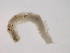  ( - BIOUG01720-A06)  @12 [ ] CreativeCommons - Attribution (2012) Gillian Martin Centre for Biodiversity Genomics