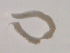  ( - BIOUG01720-A07)  @12 [ ] CreativeCommons - Attribution (2012) Gillian Martin Centre for Biodiversity Genomics