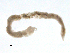  ( - BIOUG01720-C01)  @12 [ ] CreativeCommons - Attribution (2012) Gillian Martin Centre for Biodiversity Genomics