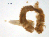  ( - BIOUG01720-C08)  @12 [ ] CreativeCommons - Attribution (2012) Gillian Martin Centre for Biodiversity Genomics