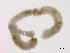  ( - BIOUG03311-A12)  @12 [ ] CreativeCommons - Attribution (2012) Gillian Martin Centre for Biodiversity Genomics