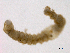  ( - BIOUG03311-B04)  @12 [ ] CreativeCommons - Attribution (2012) Gillian Martin Centre for Biodiversity Genomics