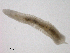  ( - BIOUG03311-B05)  @13 [ ] CreativeCommons - Attribution (2012) Gillian Martin Centre for Biodiversity Genomics