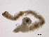  ( - BIOUG03311-C06)  @12 [ ] CreativeCommons - Attribution (2012) Gillian Martin Centre for Biodiversity Genomics