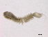  ( - BIOUG03311-C07)  @12 [ ] CreativeCommons - Attribution (2012) Gillian Martin Centre for Biodiversity Genomics