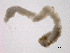  ( - BIOUG03311-D02)  @12 [ ] CreativeCommons - Attribution (2012) Gillian Martin Centre for Biodiversity Genomics