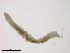  ( - BIOUG03311-F04)  @12 [ ] CreativeCommons - Attribution (2012) Gillian Martin Centre for Biodiversity Genomics