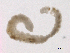  ( - BIOUG03311-G06)  @12 [ ] CreativeCommons - Attribution (2012) Gillian Martin Centre for Biodiversity Genomics