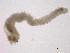  ( - BIOUG03311-G08)  @12 [ ] CreativeCommons - Attribution (2012) Gillian Martin Centre for Biodiversity Genomics