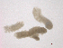  ( - BIOUG03311-G10)  @12 [ ] CreativeCommons - Attribution (2012) Gillian Martin Centre for Biodiversity Genomics
