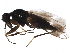  (Tachydromiinae - BIOUG23055-H01)  @15 [ ] CreativeCommons - Attribution (2015) CBG Photography Group Centre for Biodiversity Genomics