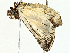  ( - BIOUG91331-C01)  @11 [ ] CreativeCommons - Attribution (2022) CBG Photography Group Centre for Biodiversity Genomics