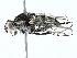  ( - BIOUG91333-B10)  @11 [ ] CreativeCommons - Attribution (2022) CBG Photography Group Centre for Biodiversity Genomics