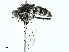  ( - BIOUG91333-B11)  @11 [ ] CreativeCommons - Attribution (2022) CBG Photography Group Centre for Biodiversity Genomics