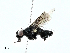  ( - BIOUG91334-A11)  @11 [ ] CreativeCommons - Attribution (2022) CBG Photography Group Centre for Biodiversity Genomics