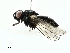  ( - BIOUG91334-B02)  @11 [ ] CreativeCommons - Attribution (2022) CBG Photography Group Centre for Biodiversity Genomics