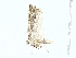  ( - BIOUG91334-G11)  @11 [ ] CreativeCommons - Attribution (2022) CBG Photography Group Centre for Biodiversity Genomics