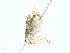  ( - BIOUG91336-H08)  @11 [ ] CreativeCommons - Attribution (2022) CBG Photography Group Centre for Biodiversity Genomics